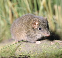 Munmorah State Conservation Area - Tourism Noosa