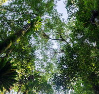 Botanic walk - Tourism Noosa