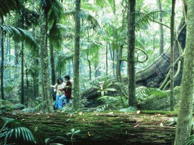 Illinbah Circuit - Tourism Noosa 0