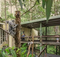 Daisy Hill Koala Centre - Tourism Noosa