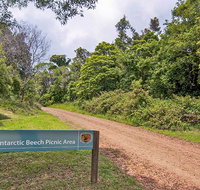 Antarctic Beech picnic area - Tourism Noosa