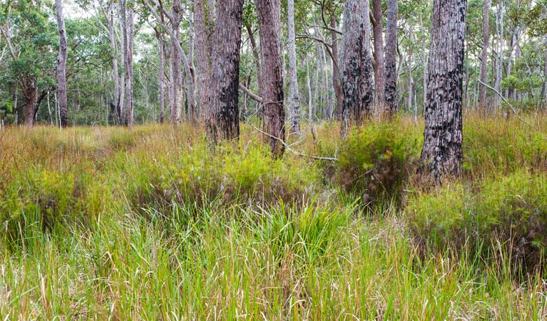 Mount Kingiman ACT Tourism Noosa