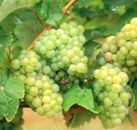 Red Tail Wines - Tourism Noosa