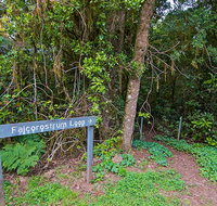 Falcorostrum loop walking track - Tourism Noosa