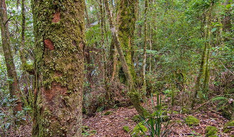 Falcorostrum Loop Walking Track - Tourism Noosa 2