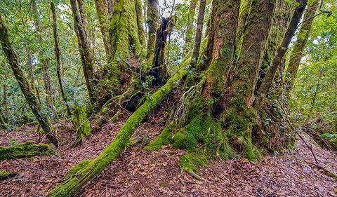 Falcorostrum Loop Walking Track - Tourism Noosa 3