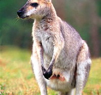 Venman Bushland National Park - Tourism Noosa