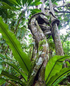 Tamborine Rainforest Skywalk - Tourism Noosa 0
