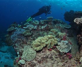 Flinders Reef Dive Site - Tourism Noosa 2
