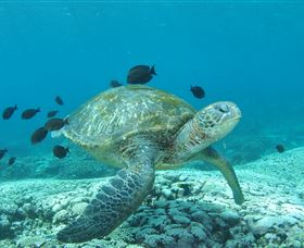 Flinders Reef Dive Site - Tourism Noosa 0