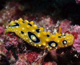 Flinders Reef Dive Site - Tourism Noosa 1
