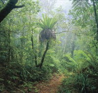 Wagawn - Tourism Noosa