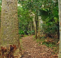 Depot Beach Rainforest walk - Tourism Noosa