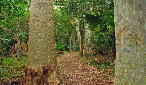 Depot Beach Rainforest Walk - Tourism Noosa 0