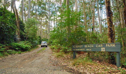 Depot Beach Rainforest Walk - Tourism Noosa 1