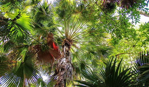 Depot Beach Rainforest Walk - Tourism Noosa 2