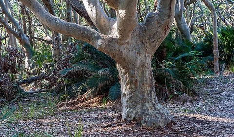 Myrtle Beach Walking Track - Tourism Noosa 1