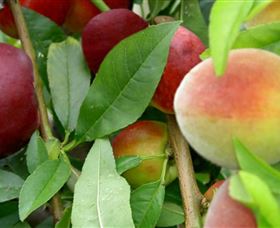 Tamban ACT Tourism Noosa