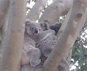 Mondrook Garden Cafe Gallery And Function Centre - Tourism Noosa 1
