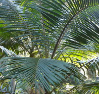 Bangalore Falls walking track - Tourism Noosa