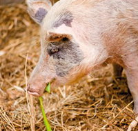 Djanbung Permaculture Gardens - Tourism Noosa