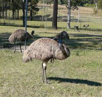 Glen Ian Ostrich and Emu Farm - Tourism Noosa