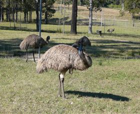 Glen Ian Ostrich And Emu Farm - Tourism Noosa 0