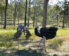 Glen Ian Ostrich And Emu Farm - Tourism Noosa 2