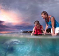Tangalooma Dolphin Feeding - Tourism Noosa