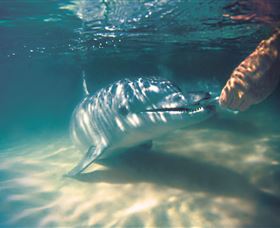 Tangalooma Dolphin Feeding - Tourism Noosa 1