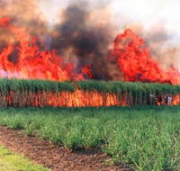 Reeves Family Sugar Cane Farm - Tourism Noosa