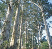 The Great Forest Trees Drive - Tourism Noosa