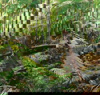 Wollumbin-Mount Warning National Park - Tourism Noosa