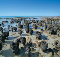Hamelin Pool Stromatolites - Tourism Noosa