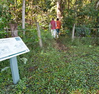 Rainforest walk - Tourism Noosa