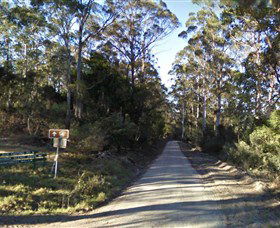 Box Cutting Rainforest Walk - Tourism Noosa 0