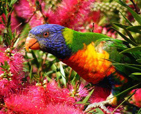 Box Cutting Rainforest Walk - Tourism Noosa 1