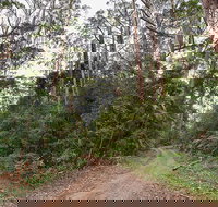 End Peak walking track - Tourism Noosa