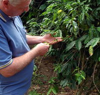 Wombah Coffee Plantation - Tourism Noosa