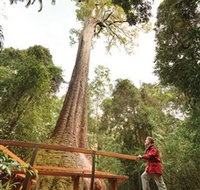 Old Bottlebutt - Tourism Noosa