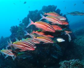 Flat Rock Dive Site - Tourism Noosa 0