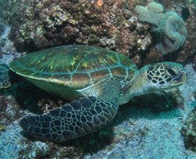 Flat Rock Dive Site - Tourism Noosa 1