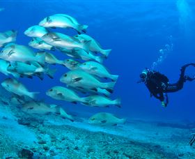 Flat Rock Dive Site - Tourism Noosa 3