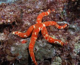 Flat Rock Dive Site - Tourism Noosa 2