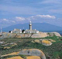 Montague Island Nature Reserve - Tourism Noosa