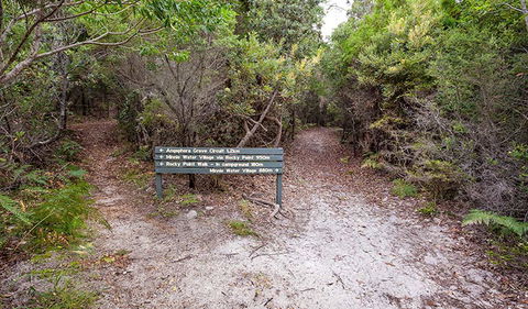Angophora Grove Walking Track - Tourism Noosa 0