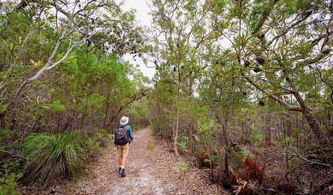 Angophora Grove Walking Track - Tourism Noosa 1