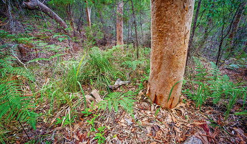 Angophora Grove Walking Track - Tourism Noosa 2