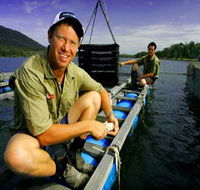 Armstrong Oysters - Tourism Noosa