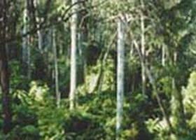 Lind National Park - Tourism Noosa 0